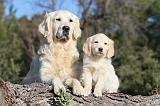 GOLDEN RETRIEVER 553